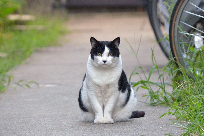 太田区のねこ