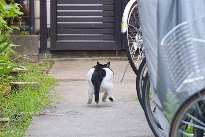 太田区のねこ