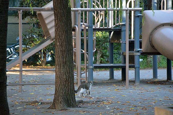 太田区のねこ