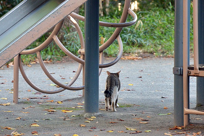 太田区のねこ