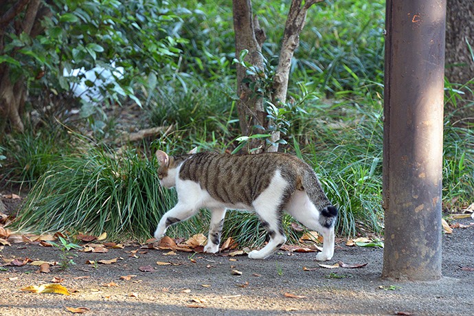 太田区のねこ