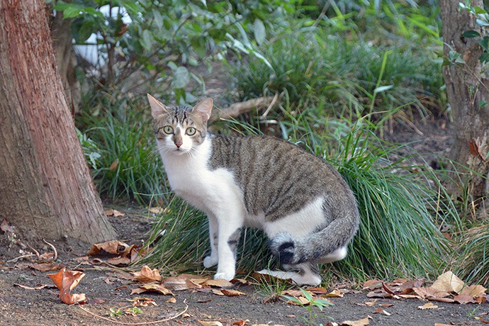 太田区のねこ