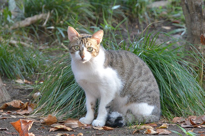 太田区のねこ