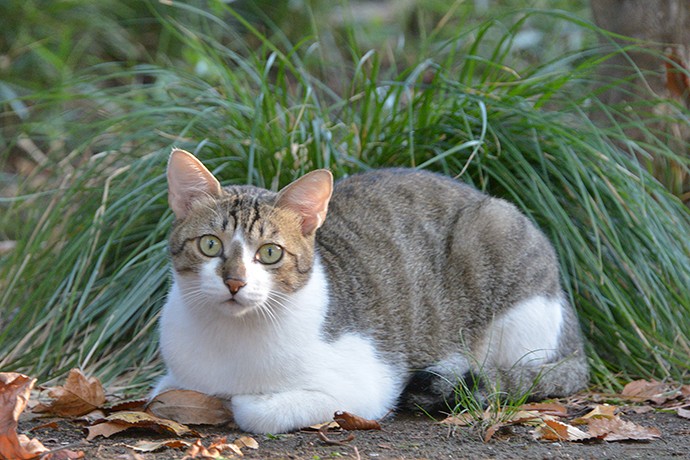 太田区のねこ
