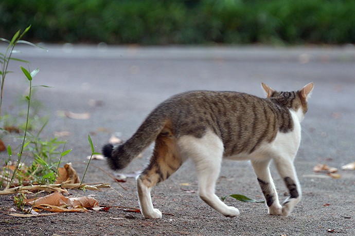 太田区のねこ