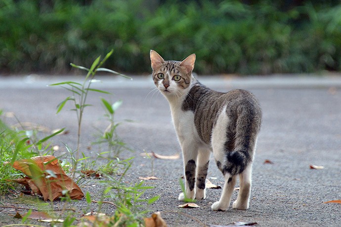 太田区のねこ