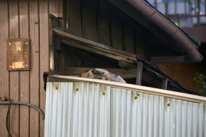 太田区のねこ