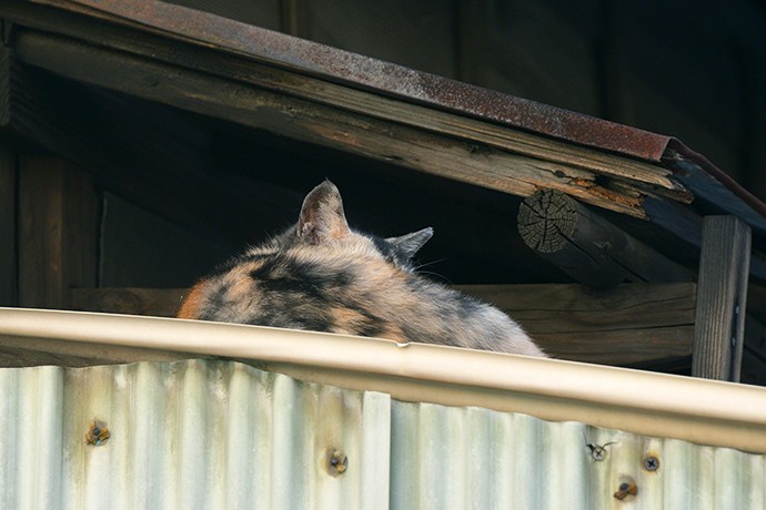 太田区のねこ