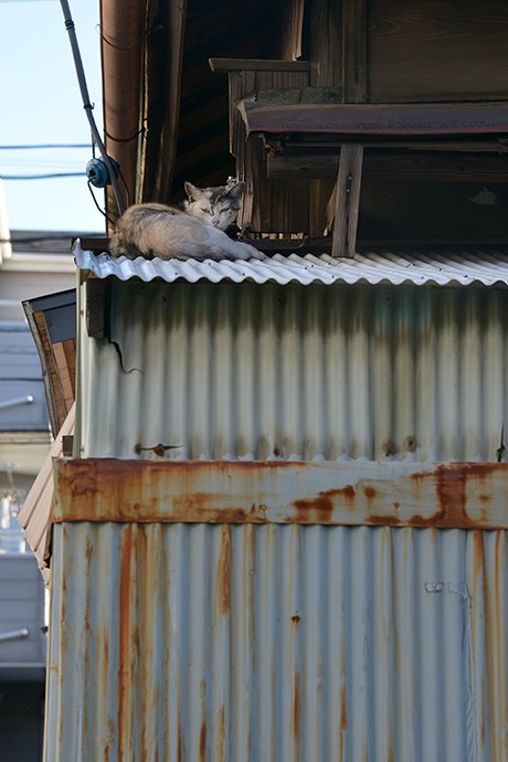 太田区のねこ