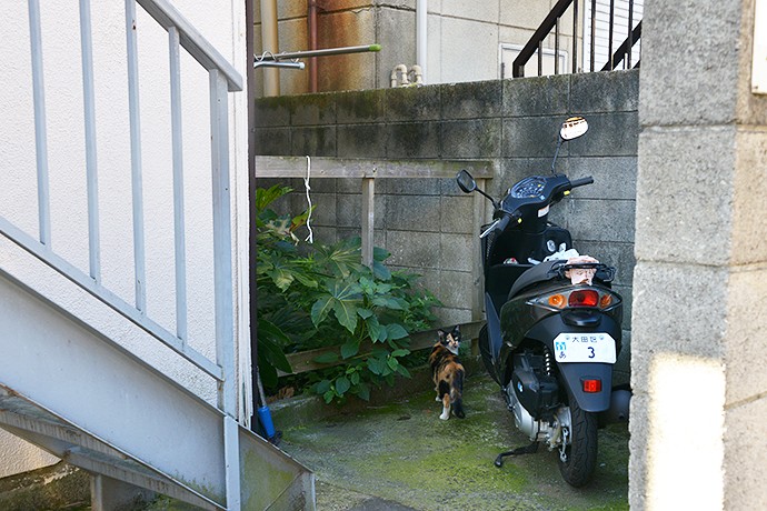 太田区のねこ