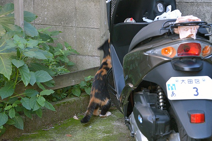 太田区のねこ