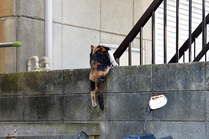 太田区のねこ