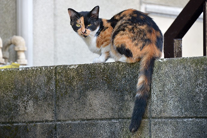 太田区のねこ