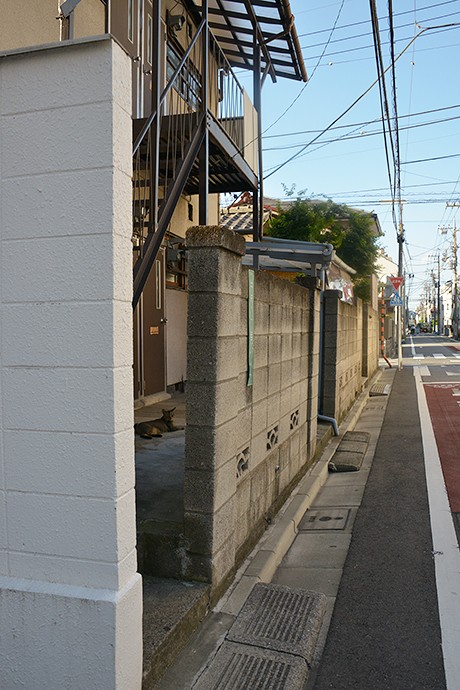 太田区のねこ