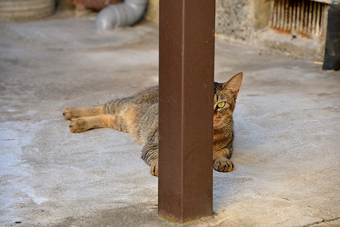 太田区のねこ