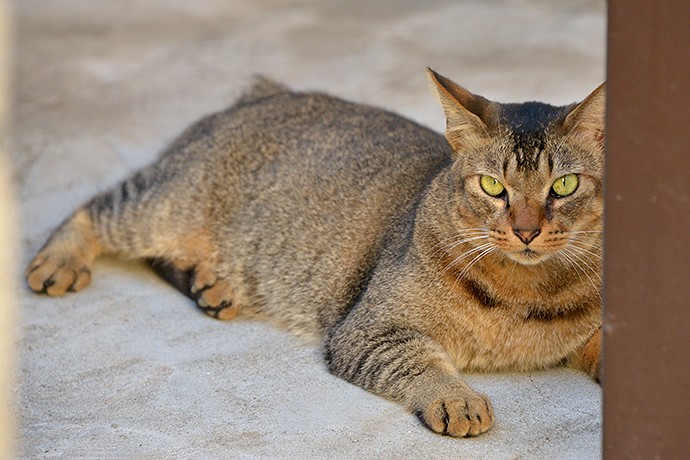 太田区のねこ
