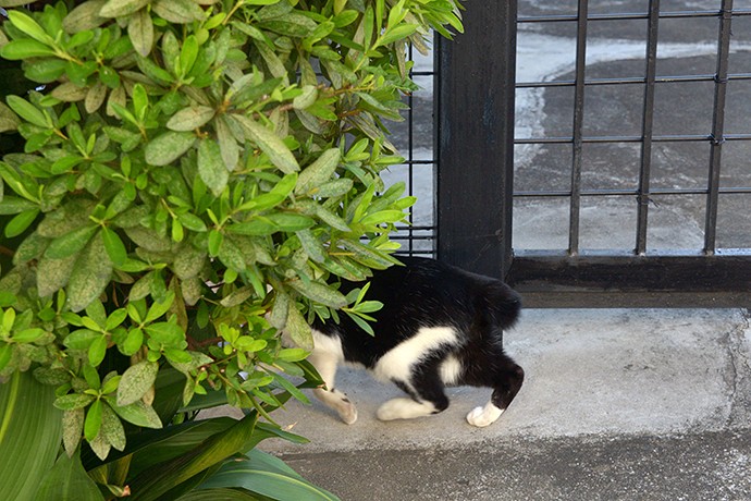太田区のねこ