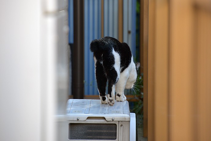 太田区のねこ