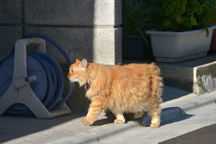 太田区のねこ