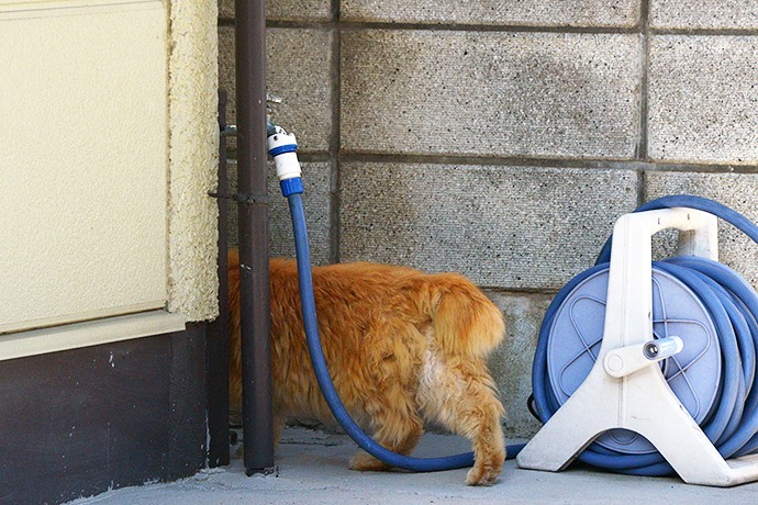 太田区のねこ