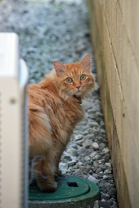 太田区のねこ