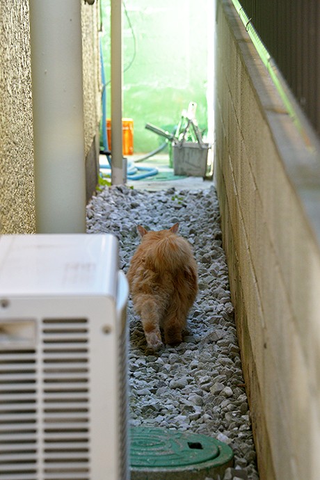 太田区のねこ