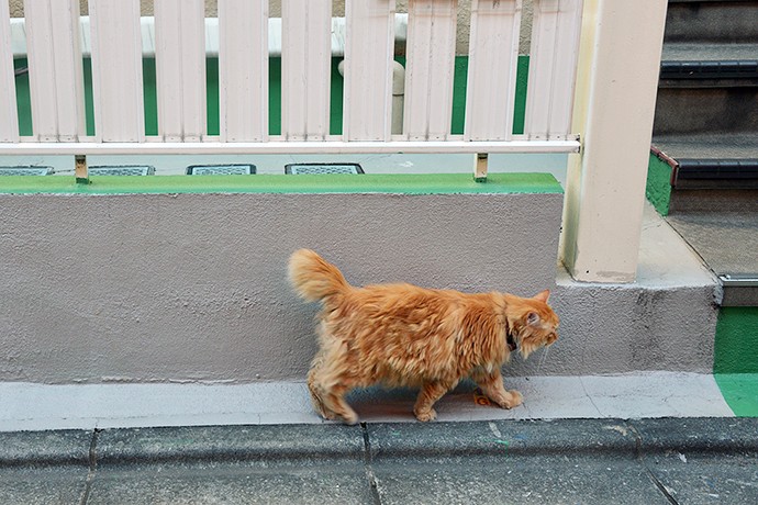太田区のねこ