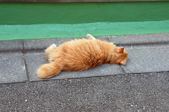 太田区のねこ