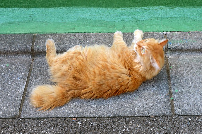 太田区のねこ