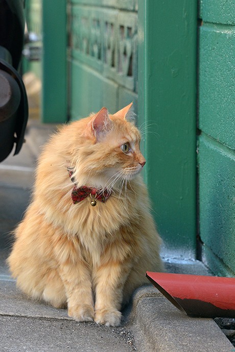 太田区のねこ