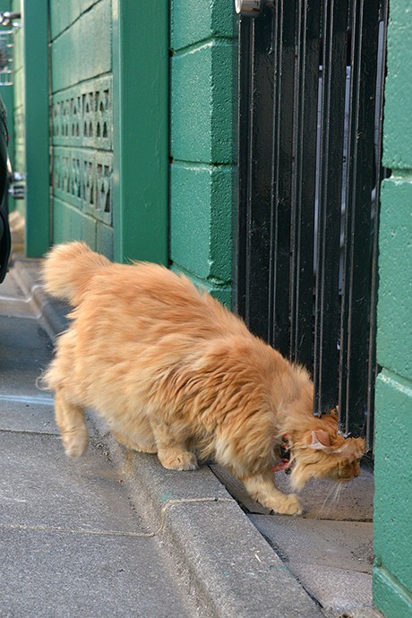 太田区のねこ