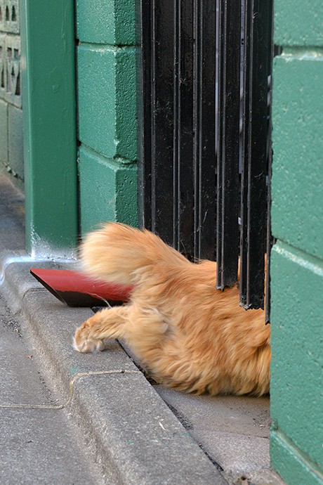 太田区のねこ