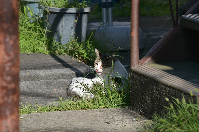 太田区のねこ