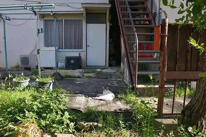 太田区のねこ