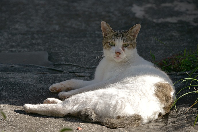 太田区のねこ
