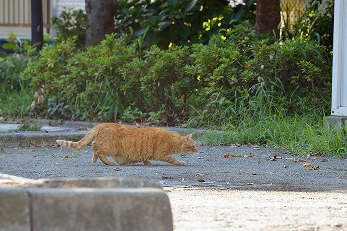 太田区のねこ