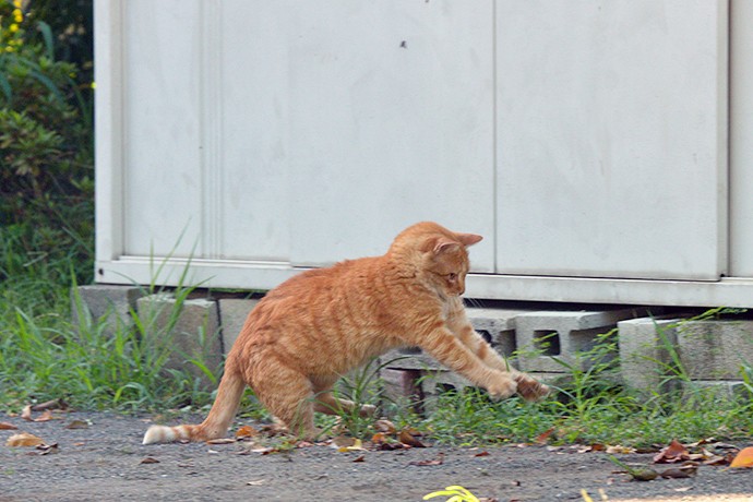 太田区のねこ