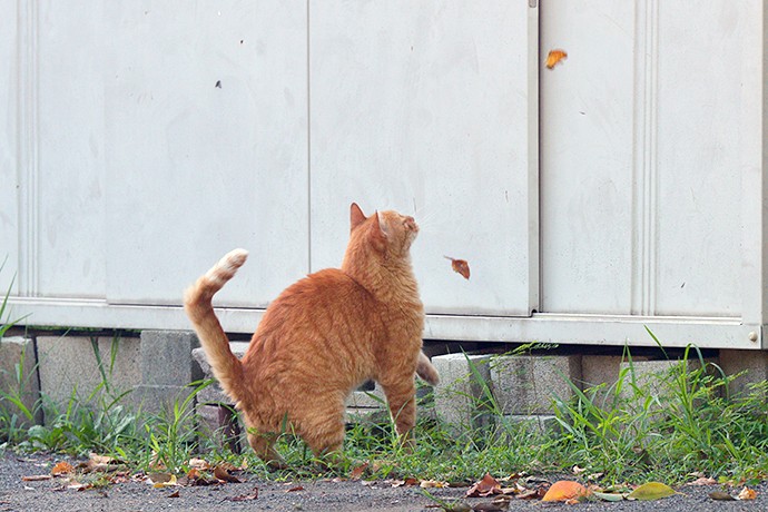 太田区のねこ