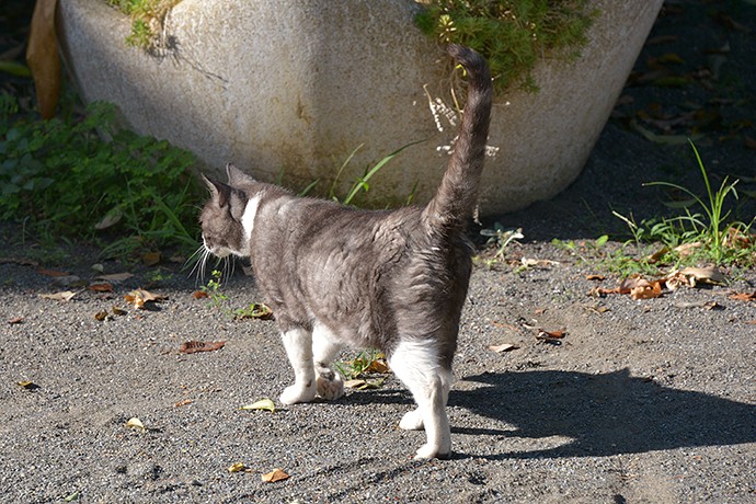 太田区のねこ