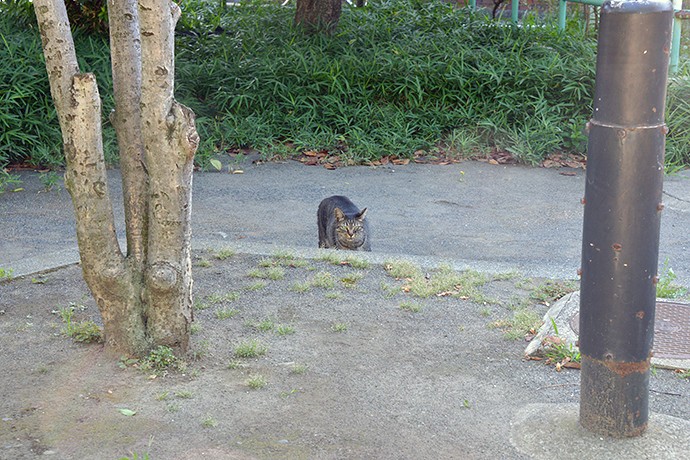 太田区のねこ