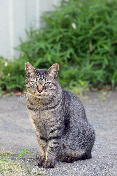 太田区のねこ