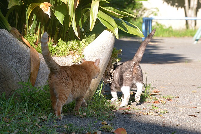 太田区のねこ