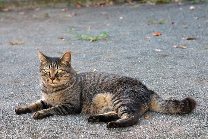 太田区のねこ