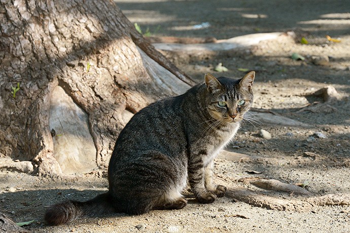 太田区のねこ