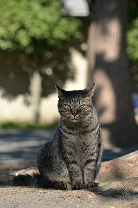 太田区のねこ