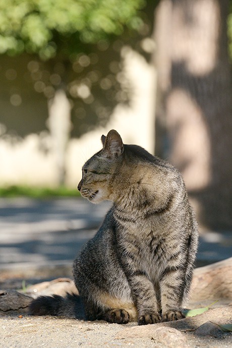太田区のねこ