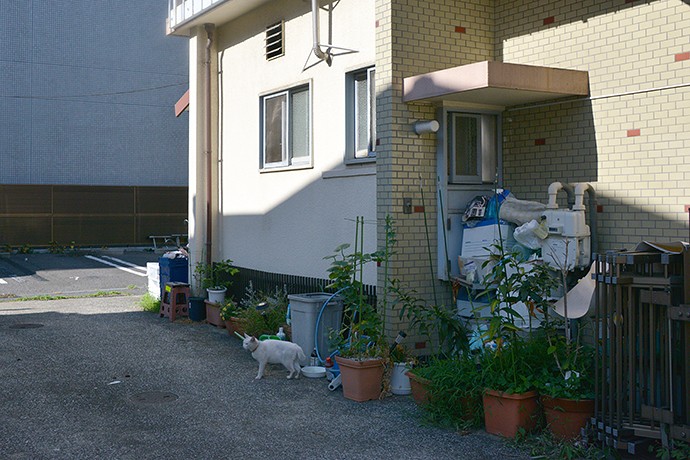 太田区のねこ