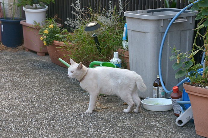太田区のねこ