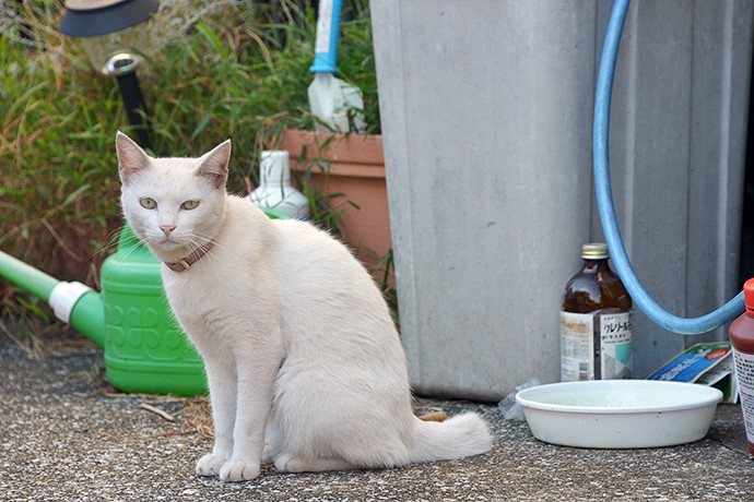 太田区のねこ