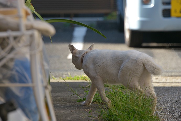 太田区のねこ
